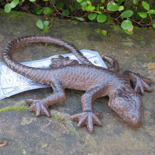 Salamander gecko echse - salamander,