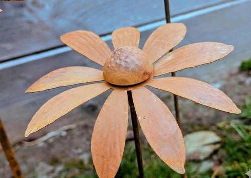 Rostiges gänseblümchen - rostiges,